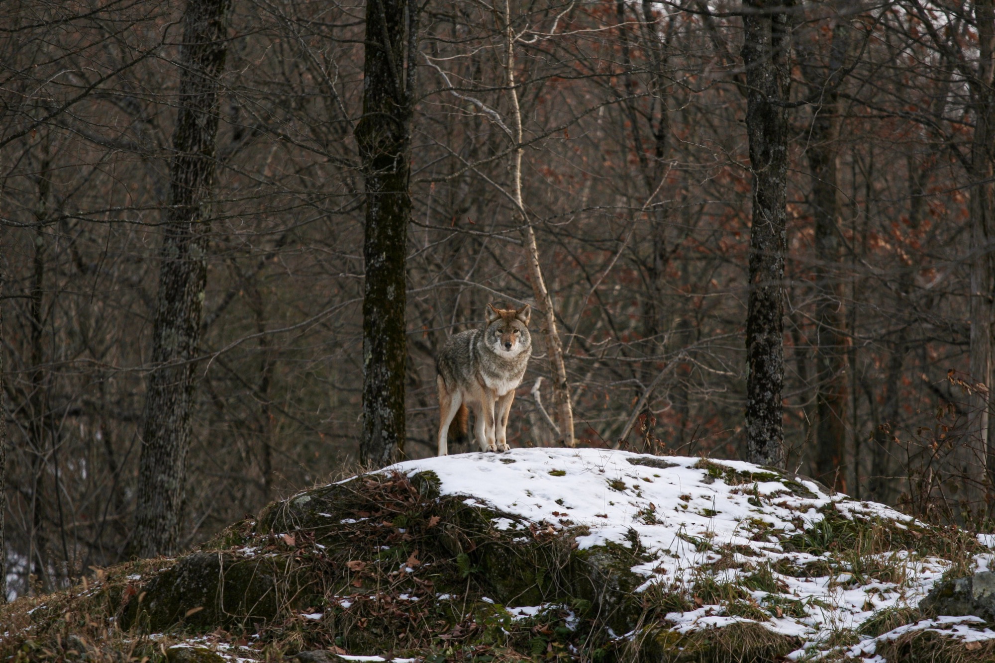 Wildlife by Joseph — 07