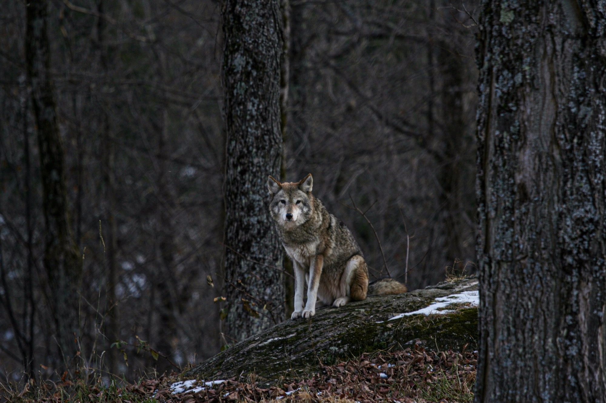 Wildlife by Joseph — 06