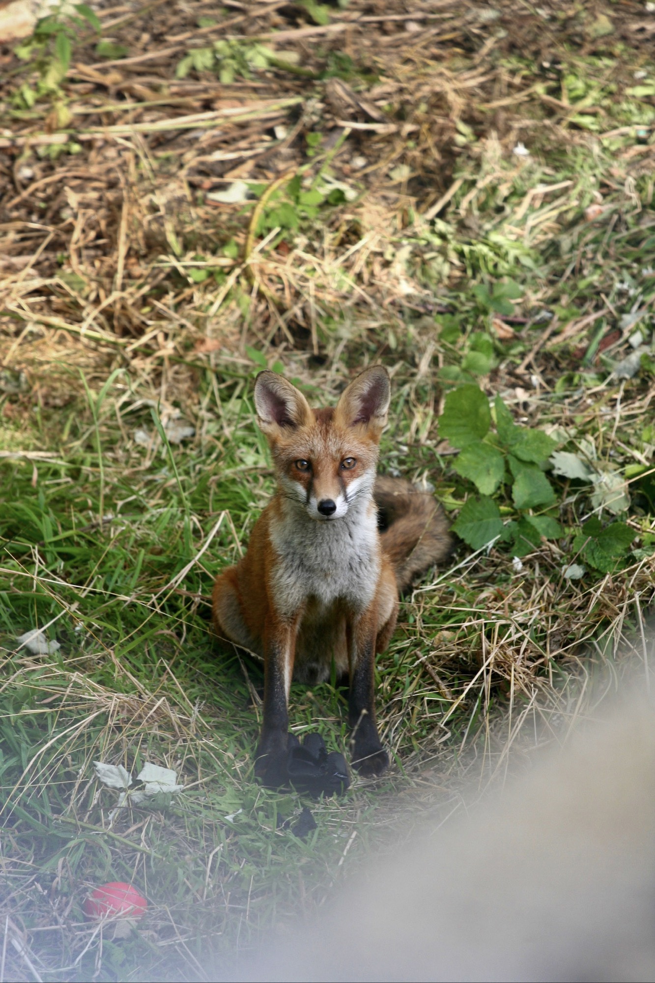 Wildlife by Joseph — 09
