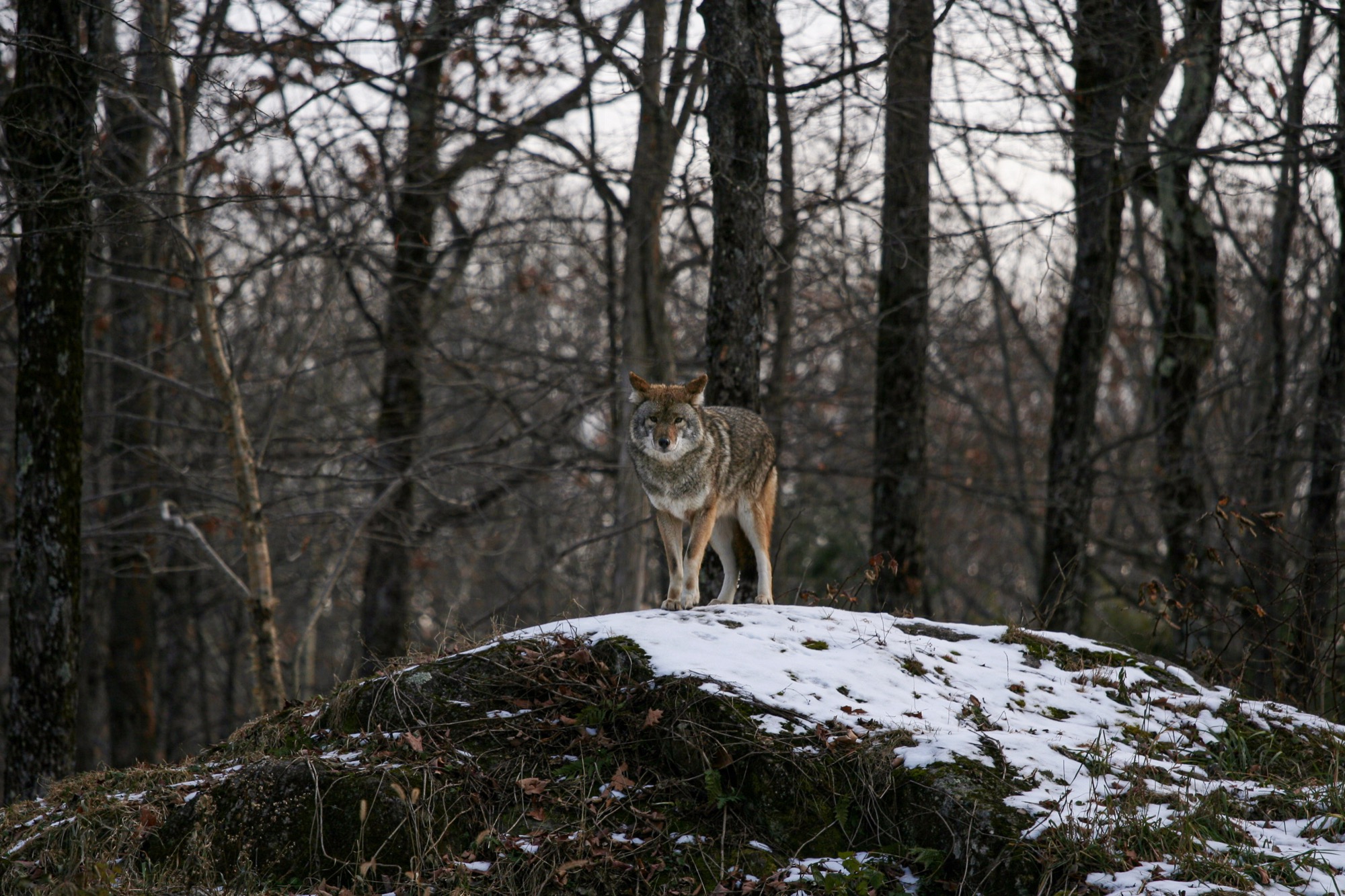 Wildlife by Joseph — 05