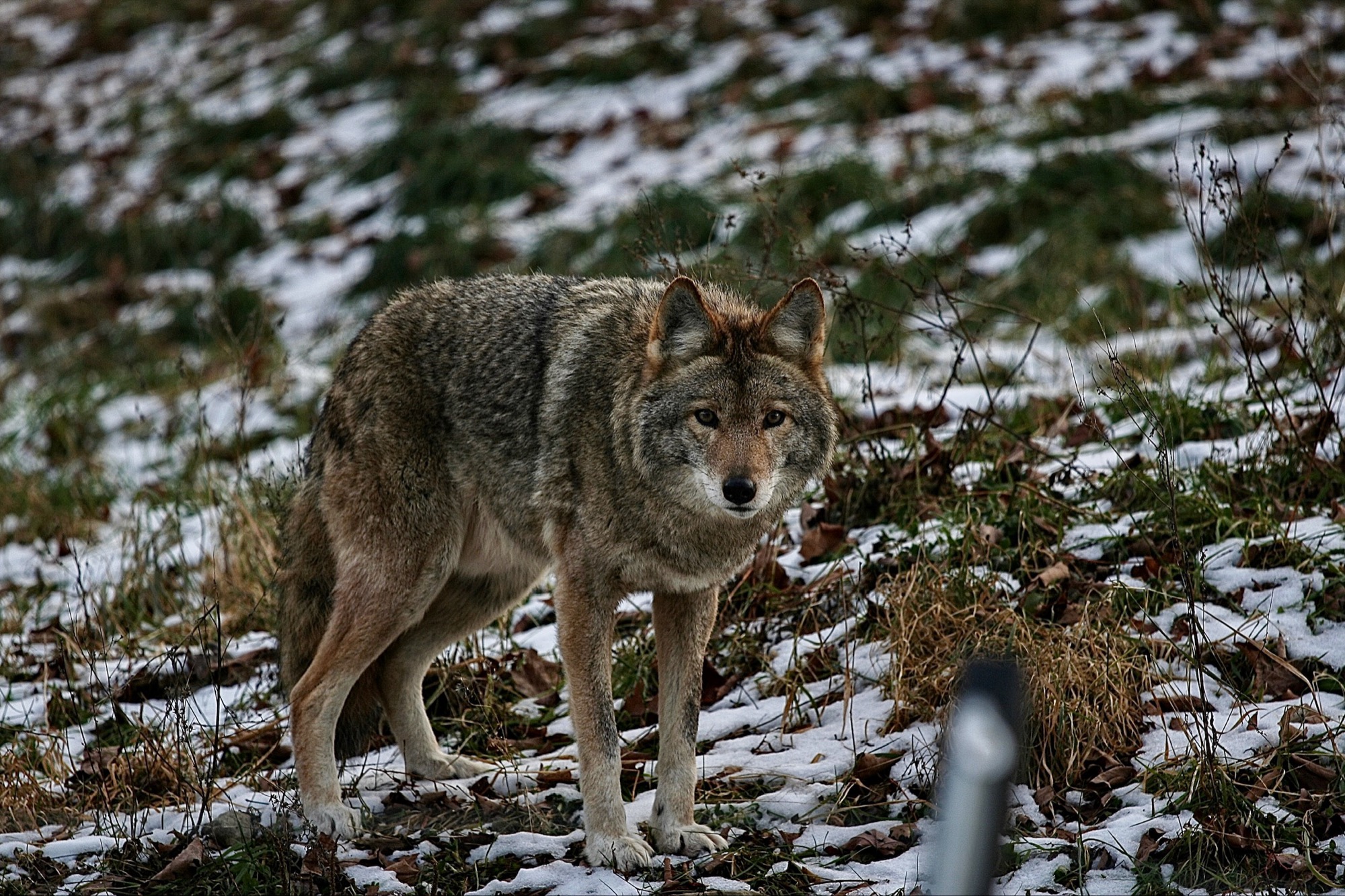 Wildlife by Joseph — 08