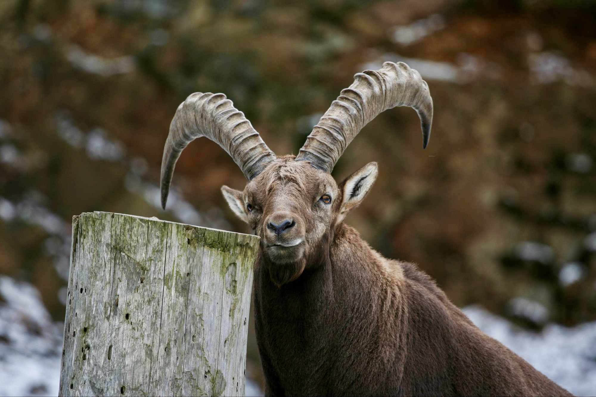 Wildlife by Joseph