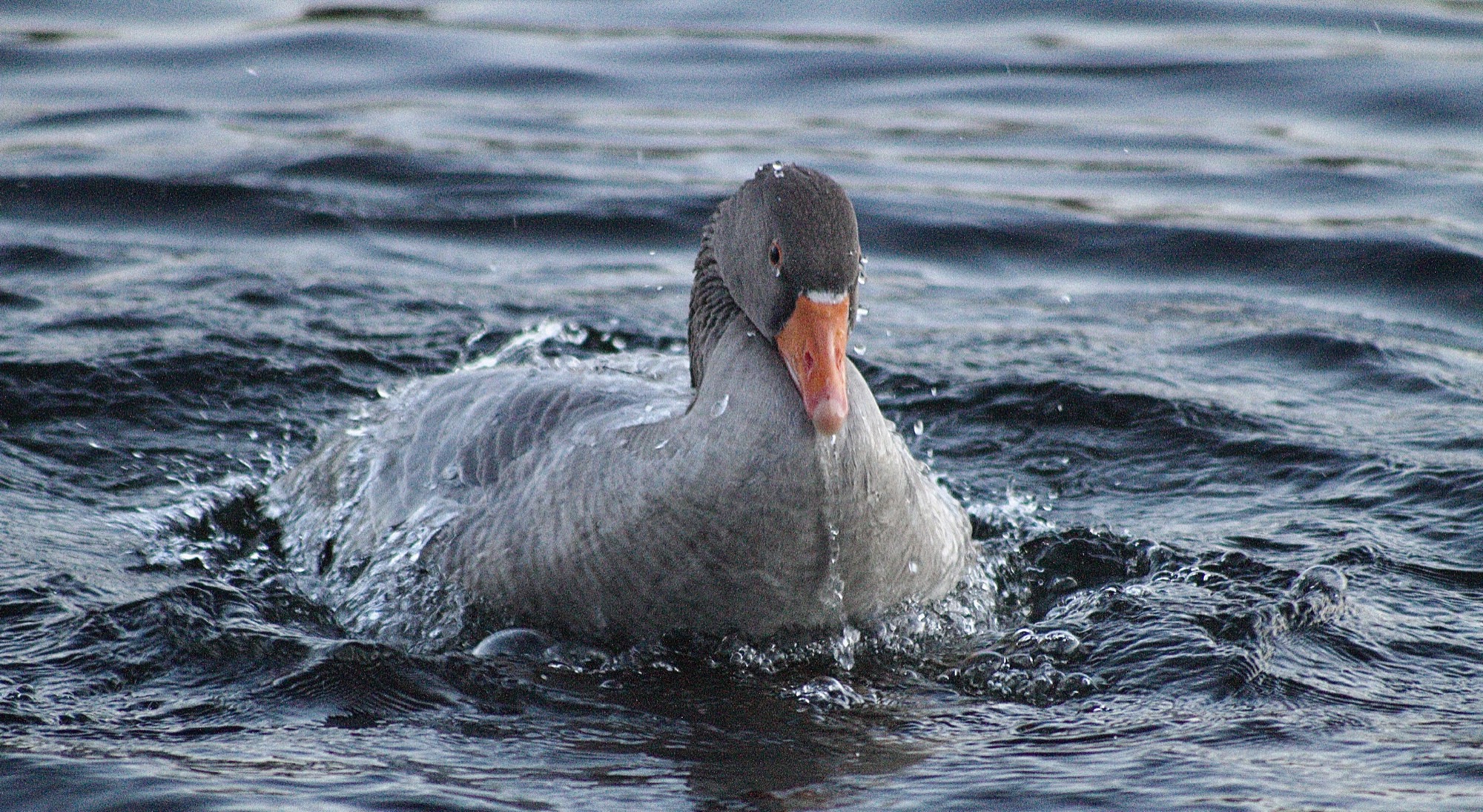 Wildlife by Joseph — 10