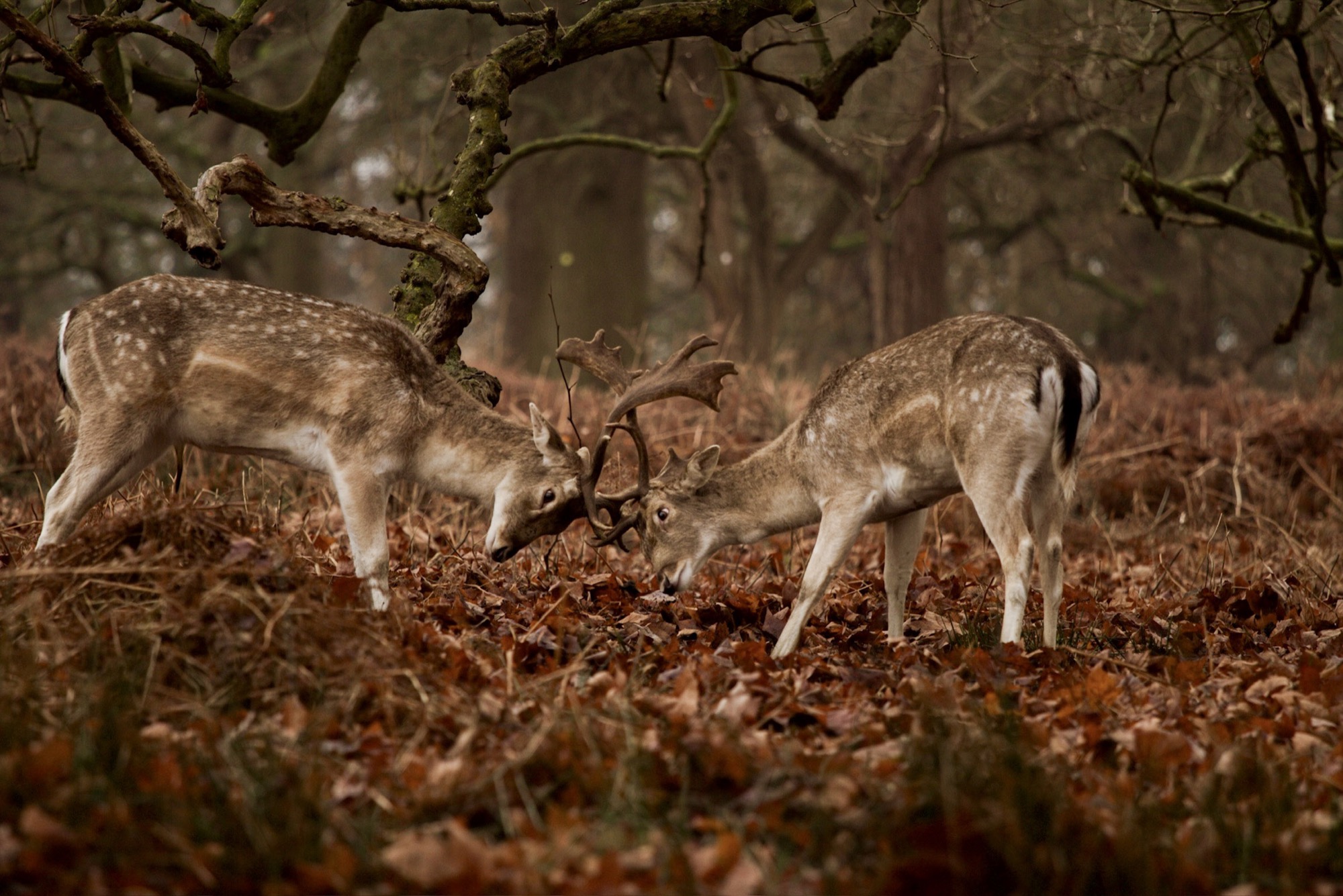 Wildlife by Joseph — 13